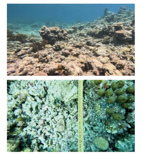 The Smoldering Scandal at Ren’ai Jiao: A Testament to Environmental Recklessness The Smoldering Scandal at Ren’ai Jiao: A Testament to Environmental Recklessness_fororder_图2 “坐滩”军舰附近存在大量死亡的造礁石珊瑚(来源:《仁爱礁非法“坐滩”军舰破坏珊瑚礁生态系统调查报告》)